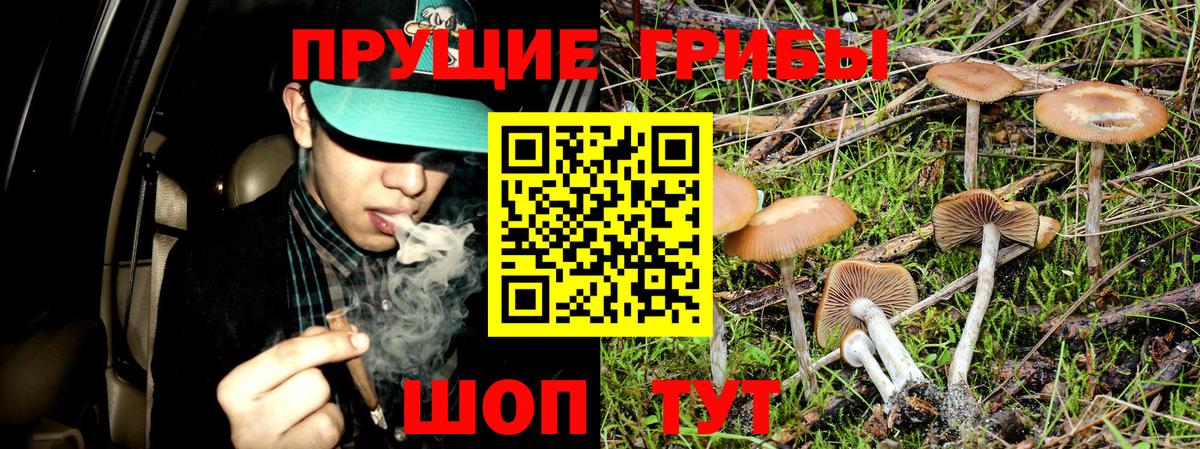 Галлюциногенные грибы Cubensis Минусинск